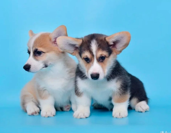 royal-corgi-puppies-available-for-reservation-big-0