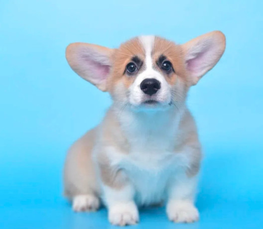 royal-corgi-puppies-available-for-reservation-big-1