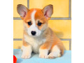 corgi-puppy-boy-for-sale-in-detroit-mi-small-0