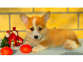 corgi-puppy-boy-for-sale-in-detroit-mi-small-1