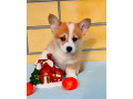 corgi-puppy-boy-for-sale-in-detroit-mi-small-2