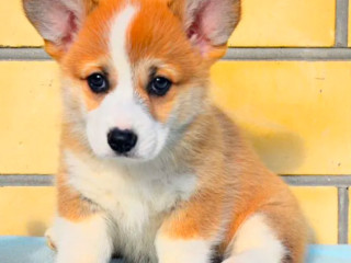 Corgi Puppy Boy for Sale in Detroit, MI