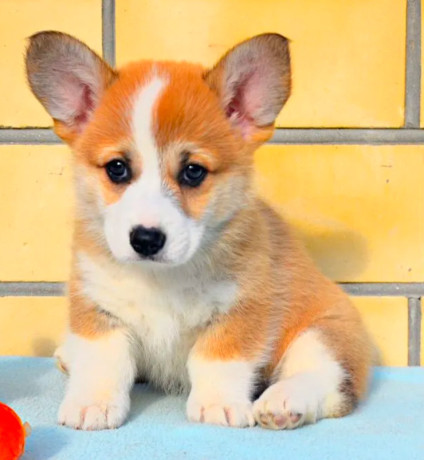 corgi-puppy-boy-for-sale-in-detroit-mi-big-0