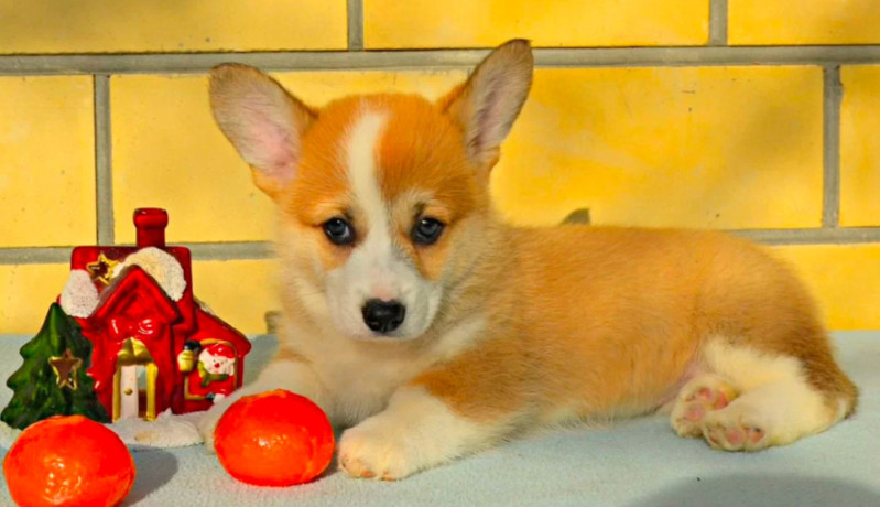 corgi-puppy-boy-for-sale-in-detroit-mi-big-1