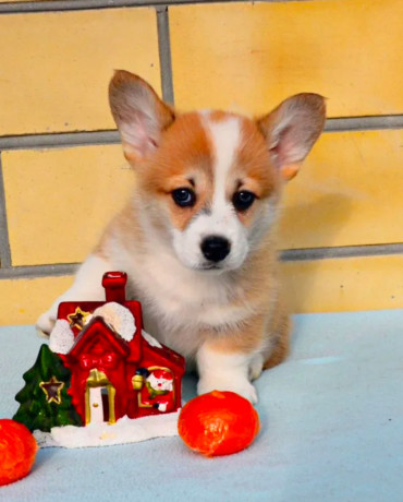 corgi-puppy-boy-for-sale-in-detroit-mi-big-2