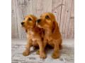 adorable-cocker-spaniel-puppies-for-sale-in-bronx-ny-small-4