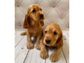 adorable-cocker-spaniel-puppies-for-sale-in-bronx-ny-small-2