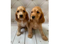 adorable-cocker-spaniel-puppies-for-sale-in-bronx-ny-small-1