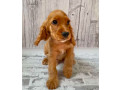 adorable-cocker-spaniel-puppies-for-sale-in-bronx-ny-small-3