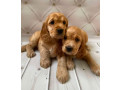 adorable-cocker-spaniel-puppies-for-sale-in-bronx-ny-small-0