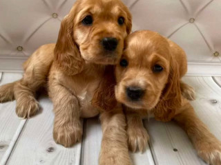 Adorable Cocker Spaniel Puppies for Sale in Bronx, NY