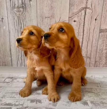 adorable-cocker-spaniel-puppies-for-sale-in-bronx-ny-big-4