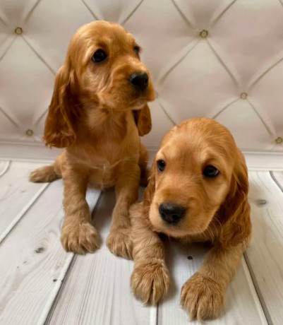 adorable-cocker-spaniel-puppies-for-sale-in-bronx-ny-big-2