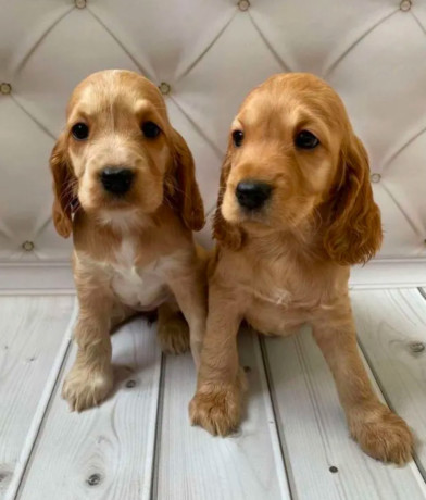 adorable-cocker-spaniel-puppies-for-sale-in-bronx-ny-big-1