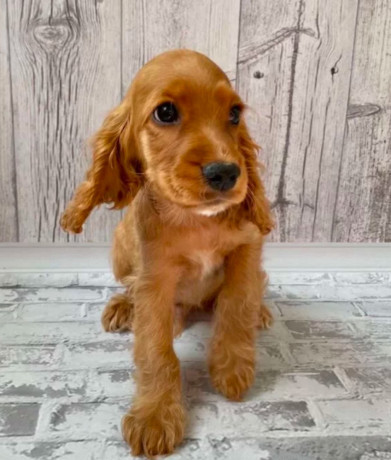 adorable-cocker-spaniel-puppies-for-sale-in-bronx-ny-big-3