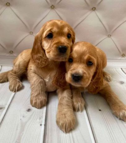 adorable-cocker-spaniel-puppies-for-sale-in-bronx-ny-big-0