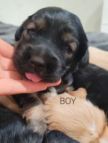 bring-home-happiness-cocker-spaniel-puppies-in-brooklyn-ny-big-2