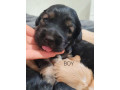 bring-home-happiness-cocker-spaniel-puppies-in-brooklyn-ny-small-2