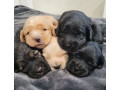 bring-home-happiness-cocker-spaniel-puppies-in-brooklyn-ny-small-0