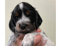 beautiful-cocker-spaniel-puppies-ready-for-reservation-in-san-diego-ca-small-2