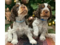 beautiful-cocker-spaniel-puppies-ready-for-reservation-in-san-diego-ca-small-1