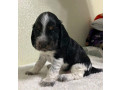 beautiful-cocker-spaniel-puppies-ready-for-reservation-in-san-diego-ca-small-3