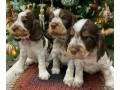 beautiful-cocker-spaniel-puppies-ready-for-reservation-in-san-diego-ca-small-0