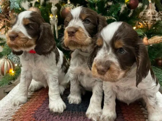 Beautiful Cocker Spaniel Puppies Ready for Reservation in San Diego, CA