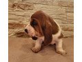 basset-hound-puppies-for-sale-in-detroit-mi-small-3