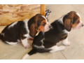 basset-hound-puppies-for-sale-in-detroit-mi-small-1