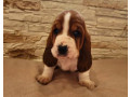 basset-hound-puppies-for-sale-in-detroit-mi-small-2