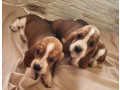 basset-hound-puppies-for-sale-in-detroit-mi-small-0