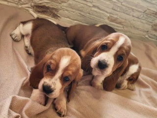 Basset Hound Puppies for Sale in Detroit, MI