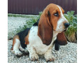 basset-hound-girl-for-sale-in-brooklyn-ny-small-0