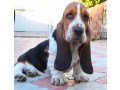 basset-hound-girl-for-sale-in-brooklyn-ny-small-2