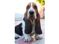 basset-hound-girl-for-sale-in-brooklyn-ny-small-1