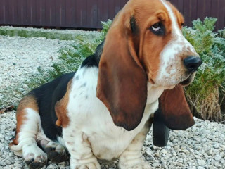 Basset Hound Girl for Sale in Brooklyn, NY