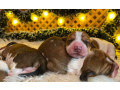 basset-hound-puppies-for-sale-in-detroit-mi-small-0