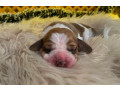 basset-hound-puppies-for-sale-in-detroit-mi-small-3