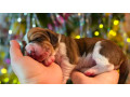 basset-hound-puppies-for-sale-in-detroit-mi-small-2