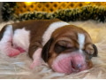 basset-hound-puppies-for-sale-in-detroit-mi-small-1