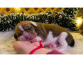 basset-hound-puppies-for-sale-in-detroit-mi-small-4