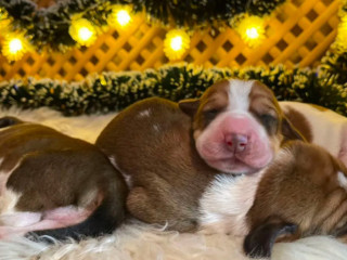 Basset Hound Puppies for Sale in Detroit, MI