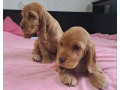 cocker-spaniel-puppy-reservations-in-clifton-co-small-3