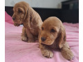 cocker-spaniel-puppy-reservations-in-clifton-co-small-1