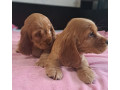 cocker-spaniel-puppy-reservations-in-clifton-co-small-4