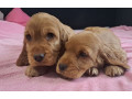 cocker-spaniel-puppy-reservations-in-clifton-co-small-2