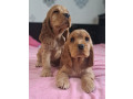 cocker-spaniel-puppy-reservations-in-clifton-co-small-0