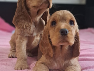 Cocker Spaniel Puppy Reservations in Clifton, CO