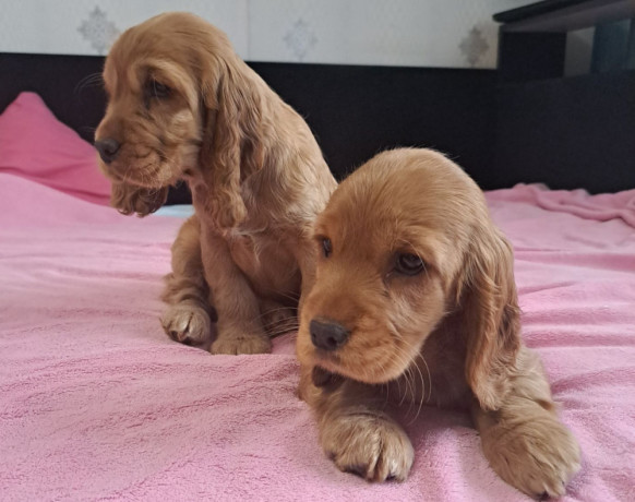 cocker-spaniel-puppy-reservations-in-clifton-co-big-3